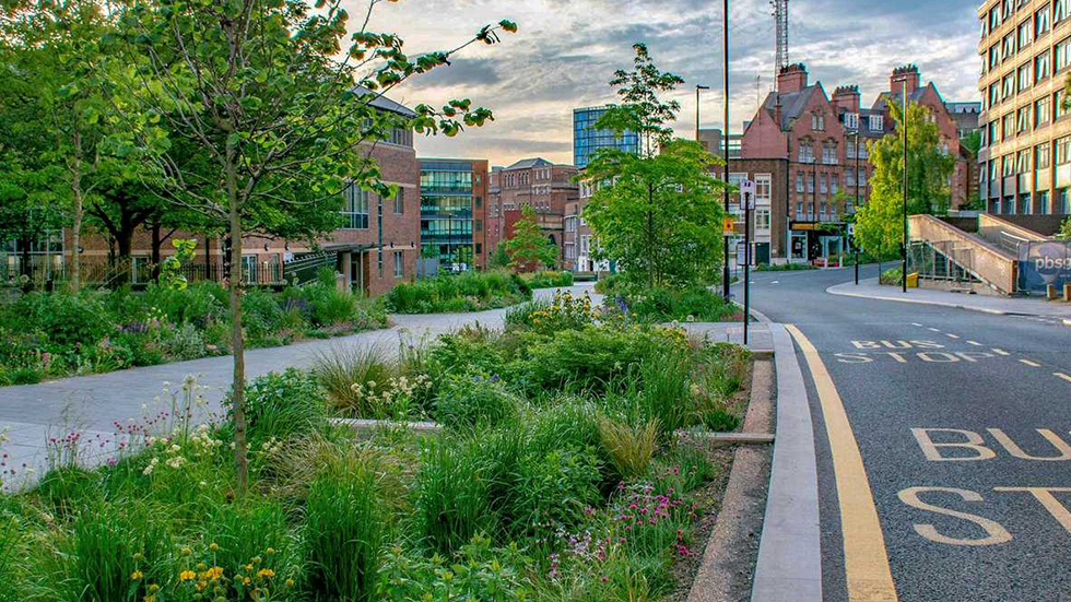 Dự án phủ xanh đang được tiến hành tại Sheffield, Vương quốc Anh - Ảnh: Nigel Dunnet