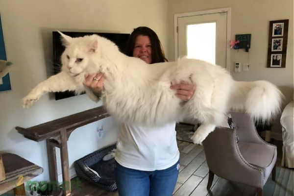 Mèo Main Coon thường có kích thước khá lớn với các bàn chân to khác hẳn với những giống mèo còn lại