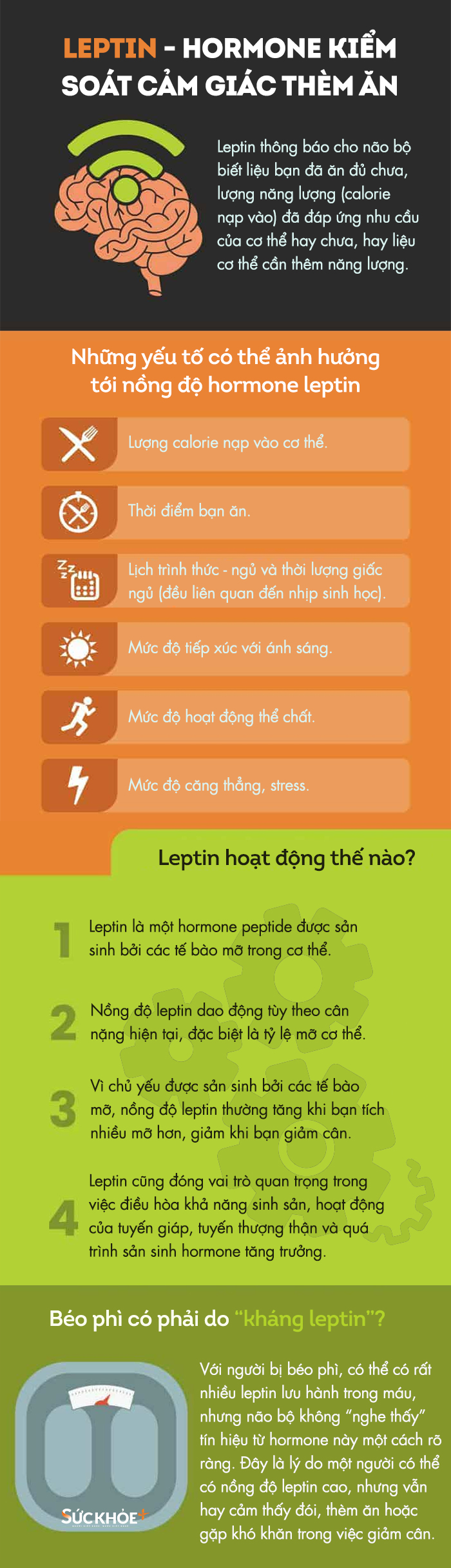 leptin