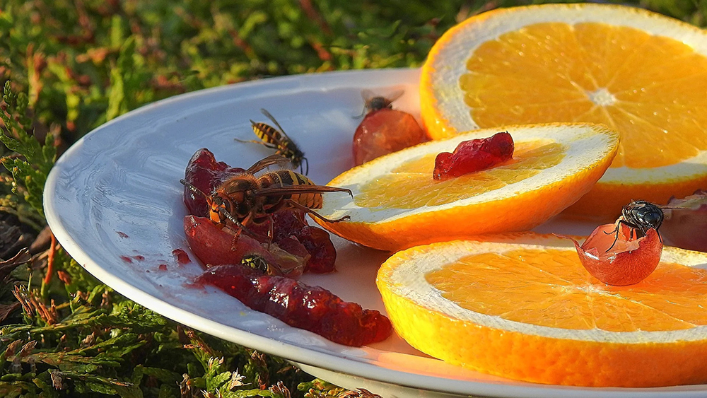 Dọn sạch trái cây rụng và đậy kín thực phẩm có đường sẽ làm giảm đáng kể sự xuất hiện của ong bắp cày