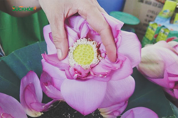 Hoa sen Tây Hồ là biểu tượng gắn liền với văn hóa và đời sống người Hà Nội