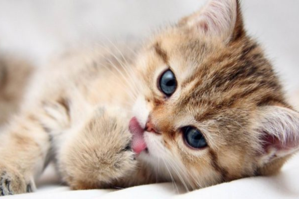 Liếm lông là hành vi bản năng của mèo cưng vừa để chải chuốt, vừa là cách làm mát cơ thể