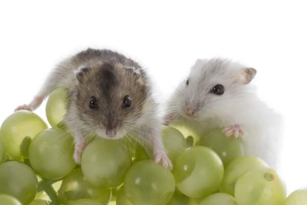 Cần hạn chế cho hamster ăn nho vì hàm lượng đường tự nhiên cao, dễ gây ảnh hưởng xấu tới sức khoẻ 