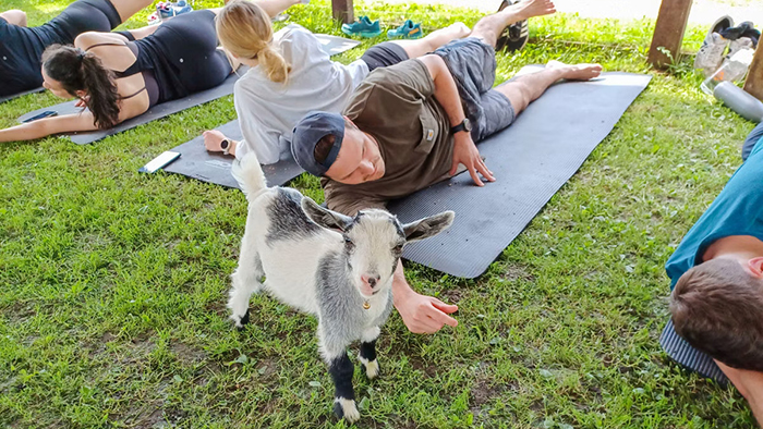 Những chú dê tinh nghịch tham gia vào lớp học yoga giúp du khách cải thiện tâm trạng và giảm căng thẳng