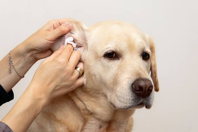 Tai bị viêm hoặc nhiễm nấm có thể khiến cún cưng phát ra mùi khó chịu