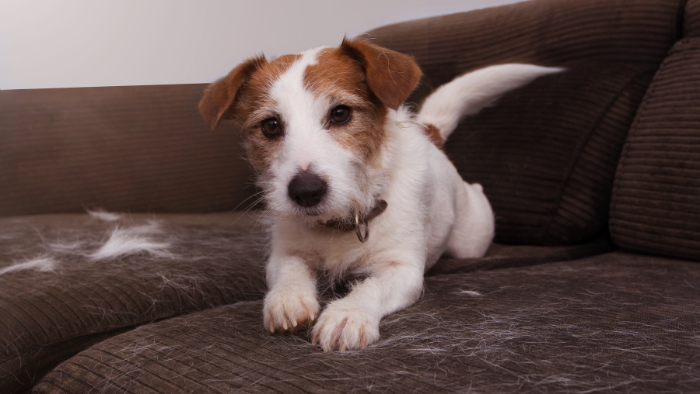Giống chó Jack Russell Terrier có nguồn gốc từ Anh vào thế kỷ 19.