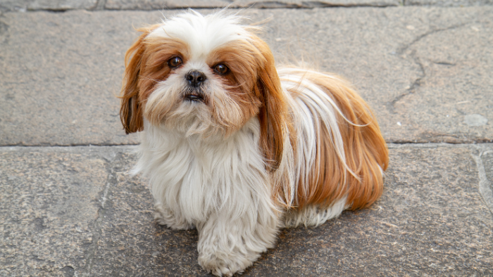 Giống chó Shih Tzu được cho là có nguồn gốc từ vùng đất láng giềng Tây Tạng, nổi tiếng với bộ lông dài bóng mượt.