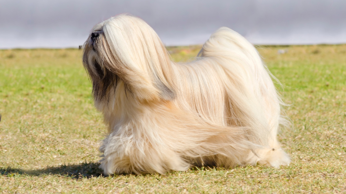 Chó Lhasa Apso được đặt tên theo cố đô Lhasa của Tây Tạng và một giống ngựa Tây Tạng nổi tiếng với bờm dày.
