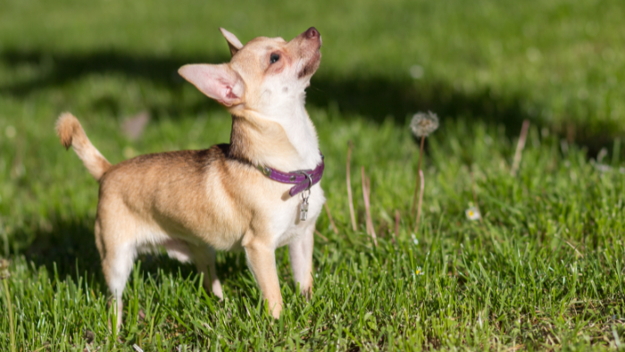 Chihuahua là giống chó nhỏ, được đặt theo tên của bang Chihuahua ở Mexico.