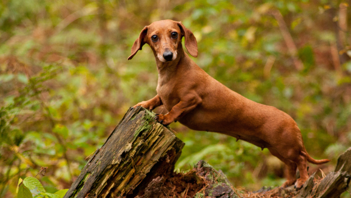 Chó Dachshund (hay chó Lạp Xưởng) là một giống chó lạ có một dáng vẻ độc đáo và đầy chất thông thái.
