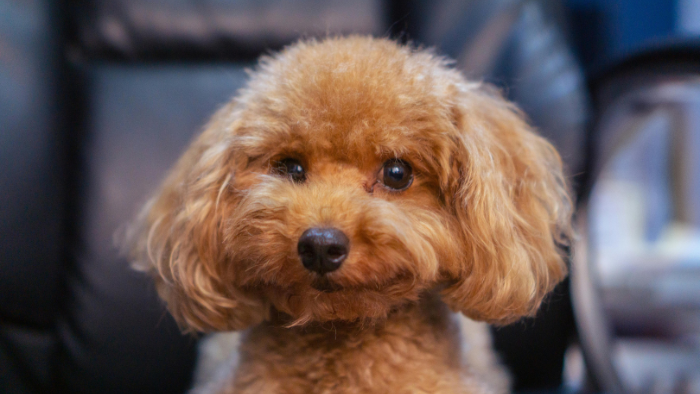 Toy Poodle là một giống chó cảnh phổ biến tại Việt Nam hiện nay.