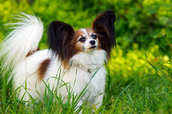 10 giống cún thông minh nổi bật - Ảnh 7