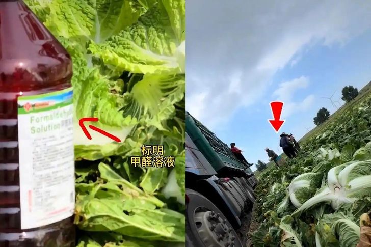 Cảnh công nhân tại điểm thu mua ở Hà Bắc (Trung Quốc) nhúng gốc cải thảo vào dung dịch chứa formaldehyde để giữ tươi lâu - Ảnh chụp màn hình từ Douyin