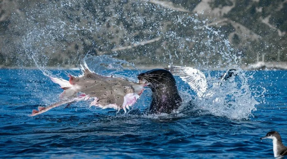 Cuộc thi Nhiếp ảnh Đại dương (Ocean Photographer Of The Year) là giải thưởng nhiếp ảnh được tổ chức thường niên bởi Tạp chí Oceanographic. Đây là bộ sưu tập đáng chú ý tôn vinh vẻ đẹp đại dương với những kỳ bí, sự mong manh và nhu cầu cấp thiết cần được bảo vệ. Trong ảnh là tác phẩm Hỗn loạn, thể hiện một cuộc chiến săn mồi trên đại dương - Ảnh: Allan Cronin/OPY2026