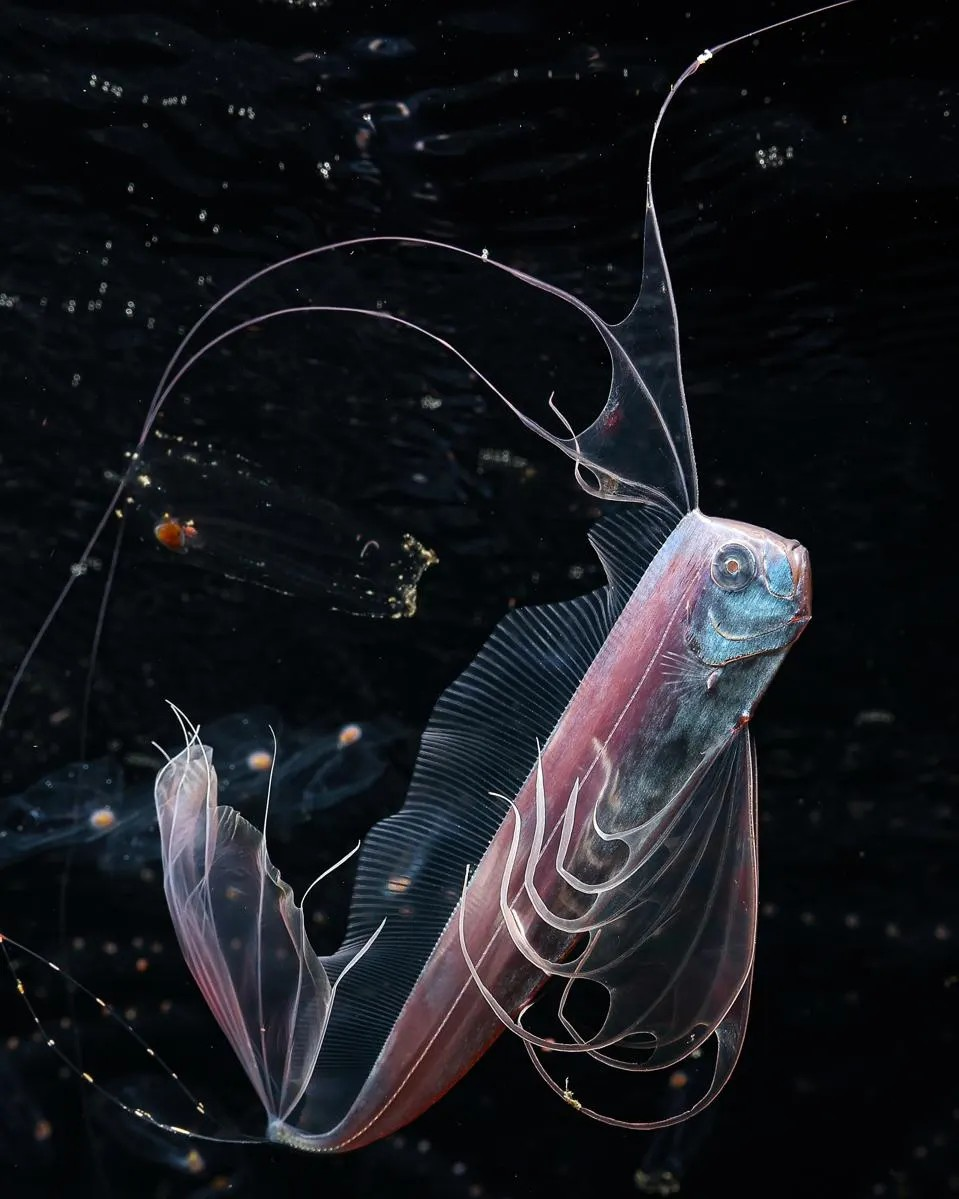 Năm nay, một hạng mục mới mang tên Ocean Unseen: Hidden Worlds (tạm dịch: Đại dương bí ẩn: Những thế giới ẩn giấu) đã được bổ sung, hướng ống kính vào những cư dân nhỏ bé và ít được nhìn thấy nhất của đại dương. Trong ảnh là một con cá mái chèo (ribbonfish) đang bơi tại vùng nước sâu ở Osezaki, Nhật Bản - Ảnh: Mitsuna Kawai/OPY2026