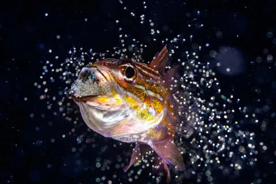 Bức ảnh này của nhiếp ảnh gia Shigeno Yuta, ghi lại cảnh một con cá hồng y (cardinalfish) đực đang thả ấu trùng ra khỏi miệng - Ảnh: Shigeno Yuta/OYP2026