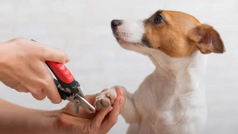 Cắt móng cho cún cần nhẹ tay, tránh tác động đến phần bên trong móng