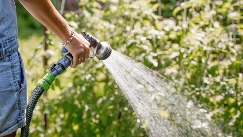 Nên tưới cây vào sáng sớm hoặc chiều mát bằng vòi nhỏ giọt để tránh cháy lá và thối rễ