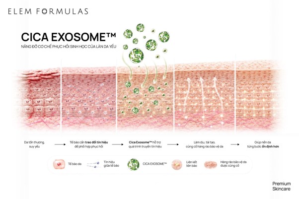 Cica Exosome nâng đỡ cơ chế phục hồi sinh học của làn da yếu