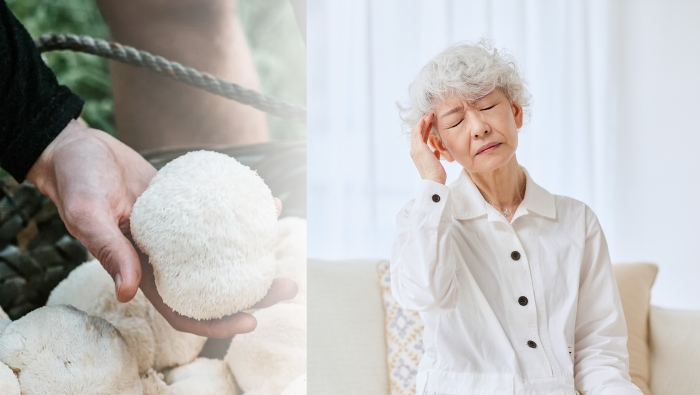 nghiên cứu cho thấy nấm hầu thủ hỗ trợ cải thiện khả năng nhận thức tạm thời ở người cao tuổi bị sa sút trí tuệ nhẹ