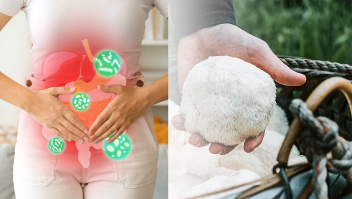 Lợi ích của nấm hầu thủ đối với hệ tiêu hóa và hệ miễn dịch hiện mới dừng lại ở các nghiên cứu quy mô nhỏ