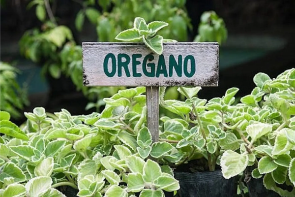 Oregano hay còn được gọi là kinh giới cay, có mùi thơm và cay nồng hơn lá kinh giới thường
