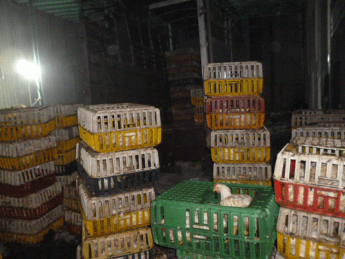 Tiêu hủy gia cầm, trứng không rõ nguồn gốc