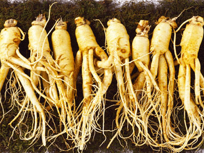 Nhân sâm - dùng liều 'tắc tử'
