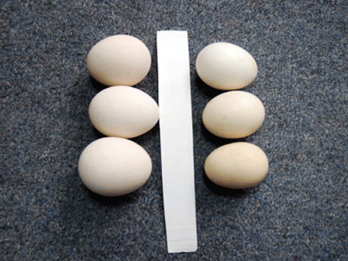 Phân biệt trứng gà ta thật - giả!