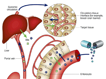 Vai trò của gan trong chuyển hóa thuốc
