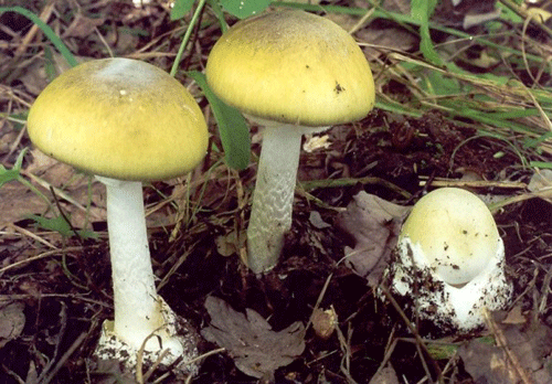 Lại ăn nấm rừng, ba người bị ngộ độc