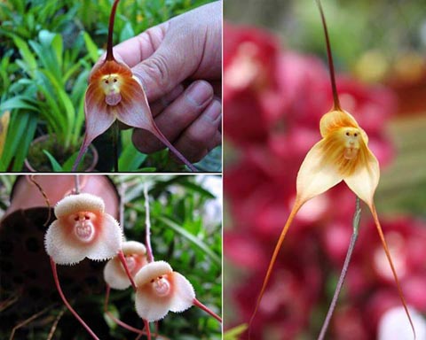 Độc đáo 10 loài hoa kỳ lạ nhất thế giới - Ảnh 2
