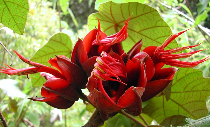 Độc đáo 10 loài hoa kỳ lạ nhất thế giới - Ảnh 5