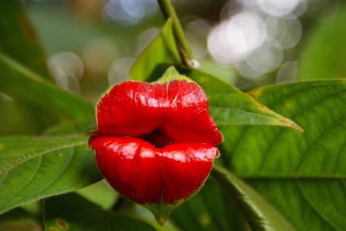 Độc đáo 10 loài hoa kỳ lạ nhất thế giới - Ảnh 8
