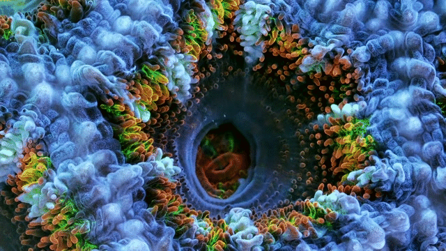 Photo: Vẻ đẹp đến ngỡ ngàng của các cá thể san hô - Ảnh 2