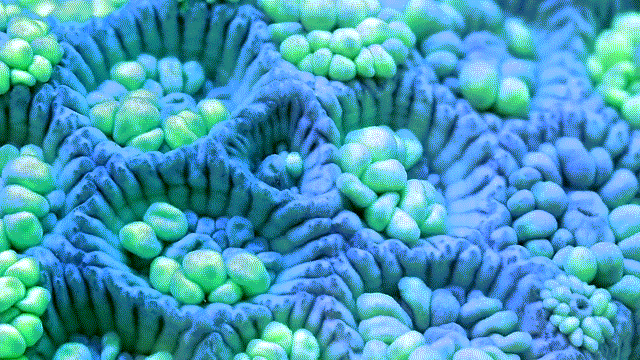 Photo: Vẻ đẹp đến ngỡ ngàng của các cá thể san hô - Ảnh 5