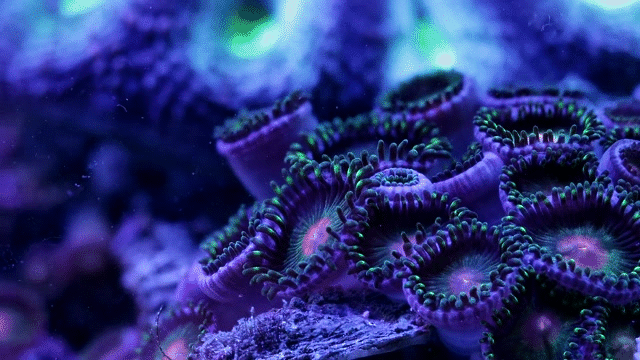 Photo: Vẻ đẹp đến ngỡ ngàng của các cá thể san hô - Ảnh 6