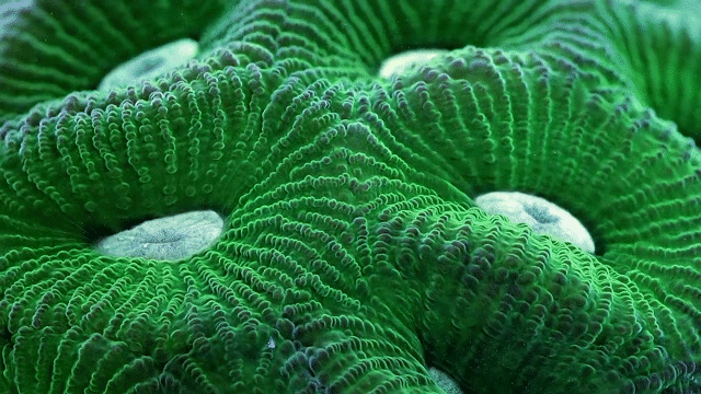 Photo: Vẻ đẹp đến ngỡ ngàng của các cá thể san hô - Ảnh 8