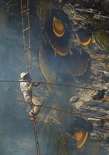 Nepal: Nguy hiểm nghề lấy mật ong trên đỉnh thế giới - Ảnh 8
