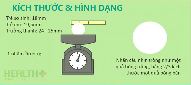 Mắt chữ O, mồm chữ A vì những sự thật từ con ngươi - Ảnh 2