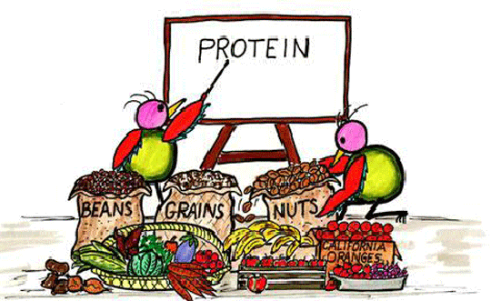 7 tác dụng phụ của việc bổ sung protein sai cách