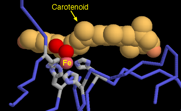 Carotenoid: Vũ khí mới chống lại ung thư vú
