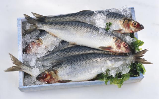 8 loại cá giàu Omega-3 nhất bạn nên ăn - Ảnh 2