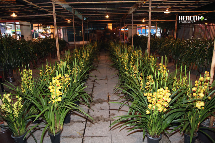 Những loại hoa lan, đào rừng Sa Pa, phong lan rừng Hoàng Liên Sơn có giá từ vài trăm nghìn đến vài chục triệu đồng được bày bán rộng rãi. Hội chợ Xuân Bính Thân 2016 sẽ kéo dài cho đến hết ngày 5/2/2016.