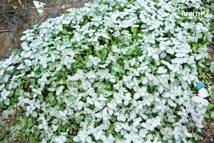 Xót xa rừng mận, hoa màu Mộc Châu bị vùi trong tuyết - Ảnh 5