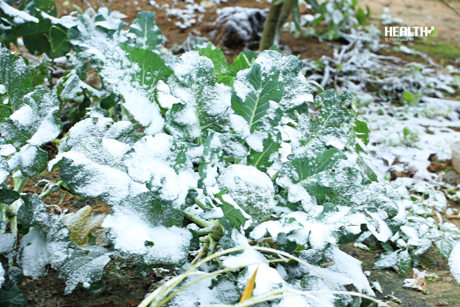 Xót xa rừng mận, hoa màu Mộc Châu bị vùi trong tuyết - Ảnh 6