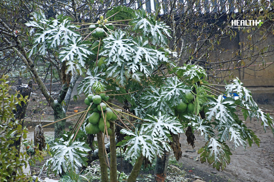 Xót xa rừng mận, hoa màu Mộc Châu bị vùi trong tuyết - Ảnh 9