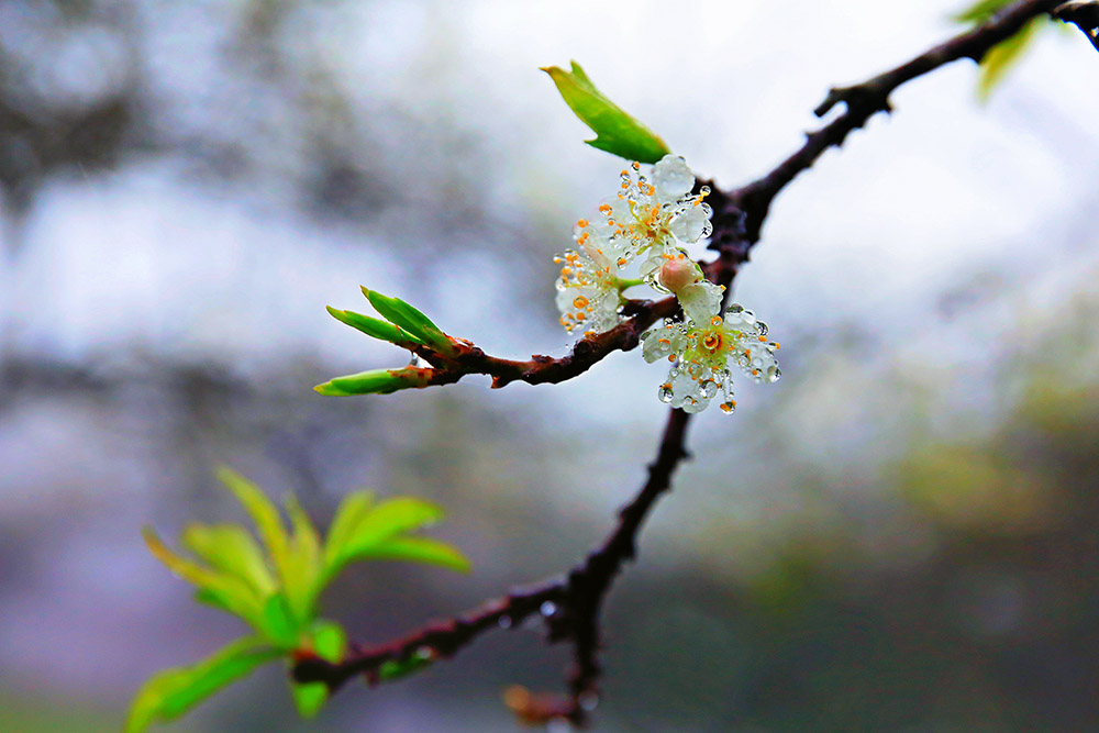 Những cành hoa mận trở nên lung linh trong sương sớm. Hoa mận trắng tinh khôi thường nở rộ vào những ngày đầu năm Dương lịch, trước Tết Nguyên đán một chút.