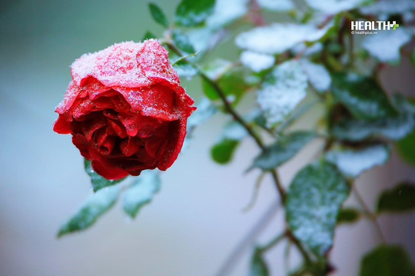 Bông hồng nhung như kiêu sa hơn khi được phủ một lớp tuyết lạnh