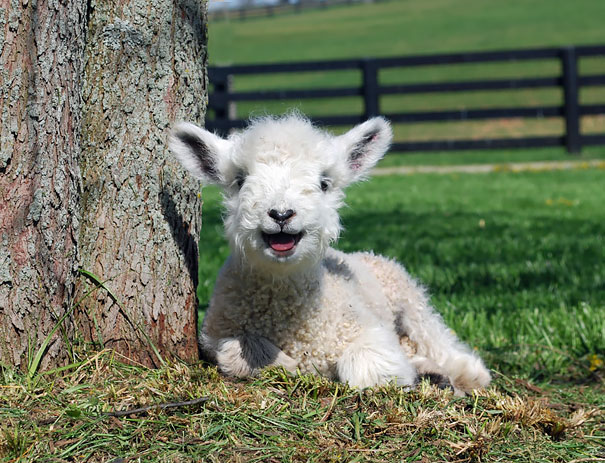 Bộ mặt khi cười của bé cừu con như hòa cùng cảm giác thảnh thơi của ngày nghỉ